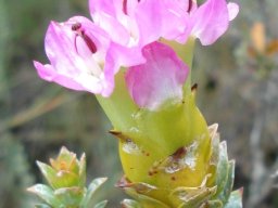 Saltera sarcocolla bracts below the pink